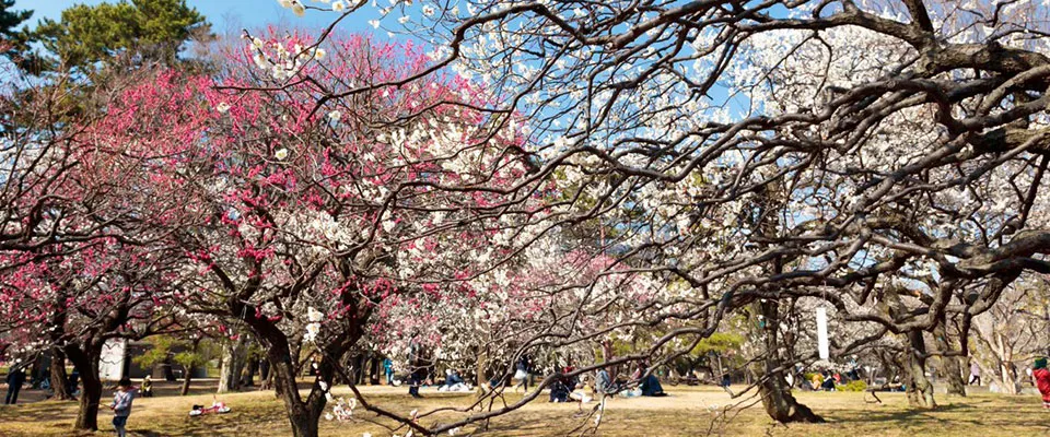 小金井公園ドッグラン