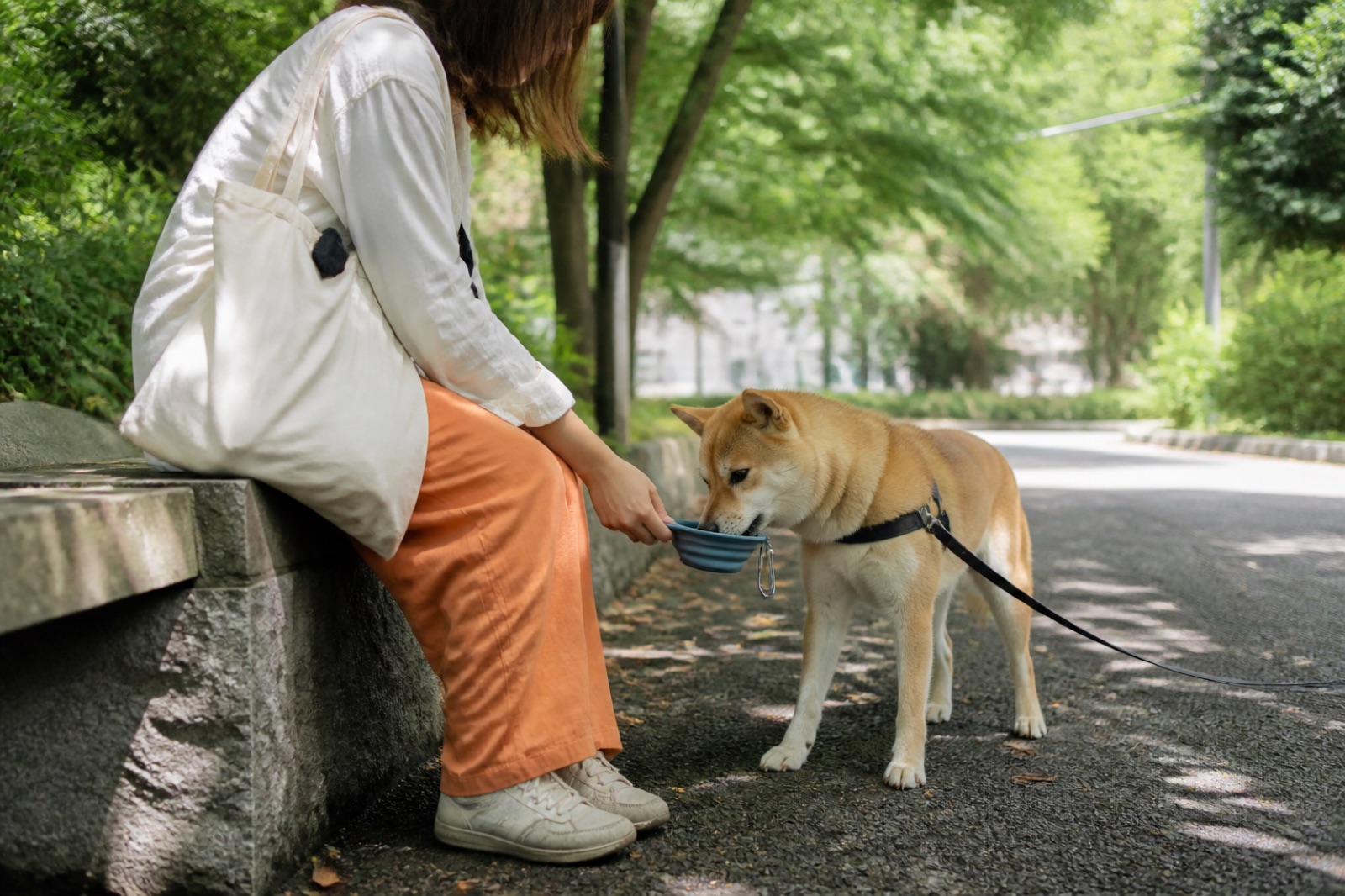雨の日の犬用おでかけ用品と選び方